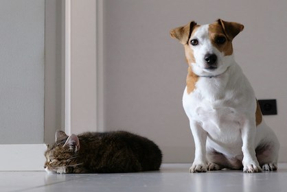 Pet ownership as a Tiger