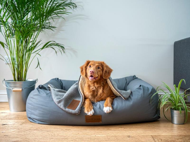 Dog sitting in their dog bed