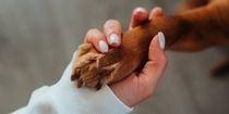 Pet Friendly